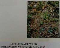 rattlesnakeweed.gif