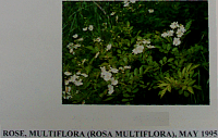 rosemultiflora.gif