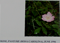 rosepasture.gif