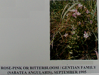 rosepink.gif