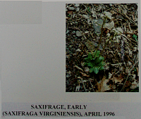 saxifrage.gif
