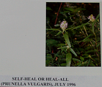 selfheal.gif