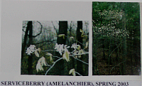 serviceberry.gif