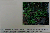 smartweed.gif