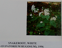 snakerootwhite.gif