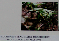 solomonssealhairy.gif