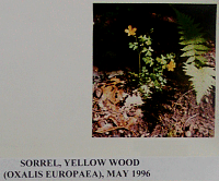 sorrelyellowwood.gif