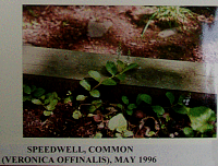 speedwell.gif