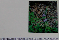 spiderwort.gif
