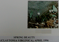 springbeauty.gif