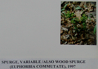 spurge.gif