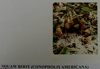 squawroot.gif