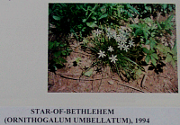 starofbehlehem.gif
