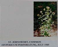 stjohnswortcommon.gif