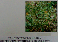 stjohnswortshrubby.gif