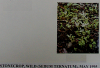 stonecrop.gif