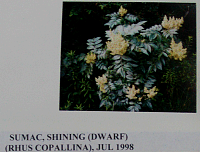 sumacshining.gif