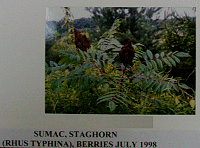 sumacstaghorn.gif