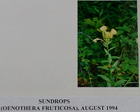 sundrops.gif