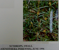 sundropssmall.gif