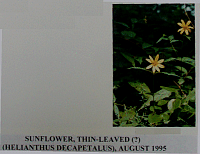 sunflowerthinleaved2.gif