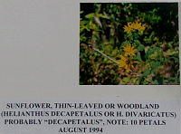 sunflowerthinleaved.gif