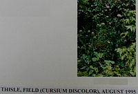 thistle.gif