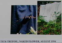ticktrefoilnakedflowered.gif