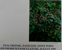 ticktrefoilpanicled.gif