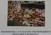 toothwort.gif