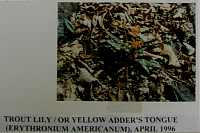 troutlily.gif