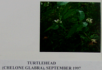 turtlehead.gif