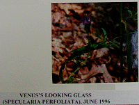 venuslookingglass.gif