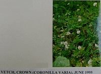 vetchcrown.gif