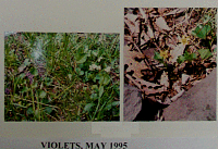 violets.gif