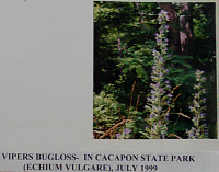 vipersbugloss.gif