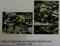 virginsbower.gif