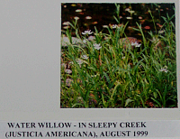 waterwillow.gif