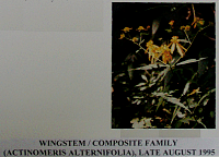 wingstem.gif