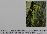 wintercress.gif