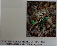 wintergreen.gif