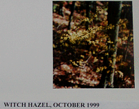 witchhazel.gif