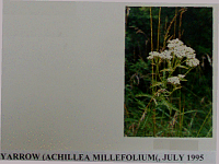 yarrow.gif